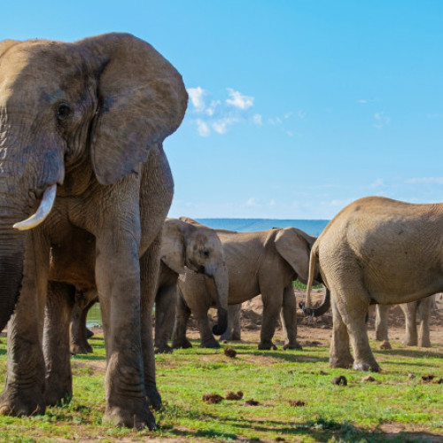 Un turist spaniol decedat după ce a fost atacat de un elefant în Africa de Sud