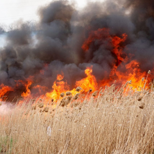 Incendiu de proporții în zona Poarta Alba din Constanța