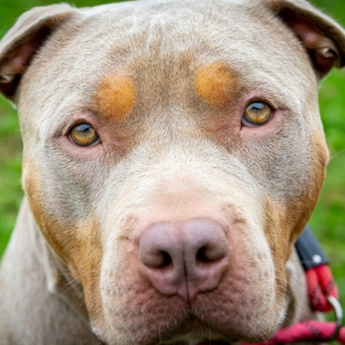Irlanda interzice câinii din rasa American Bully XL după o serie de atacuri