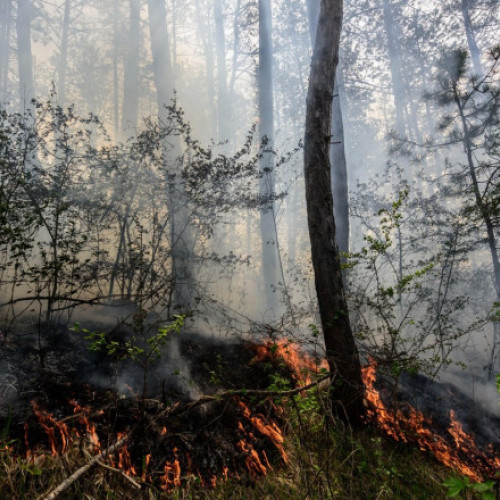 Temperaturile extreme provoacă incendii de vegetație în întreaga țară