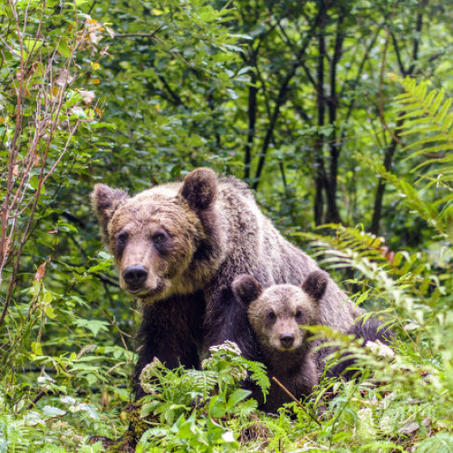 Recomandări salvamont pentru turiștii care se întâlnesc cu animale sălbatice în munți