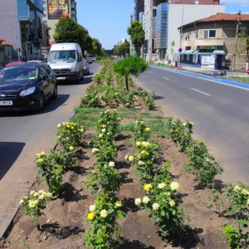 Îmbunătățiri pe bulevardul Mamaia: noi plante și modernizarea infraestructurii