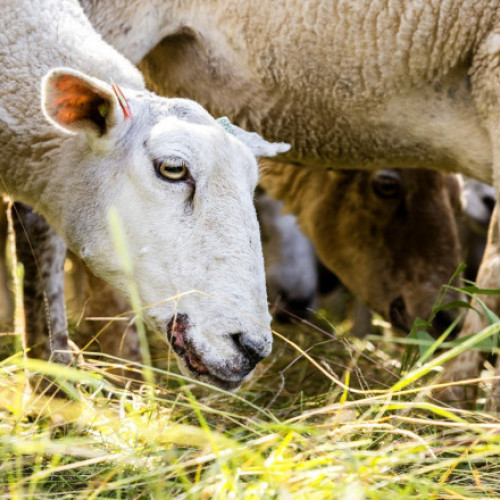 Situația focarelor de pesta micilor rumegătoare în România