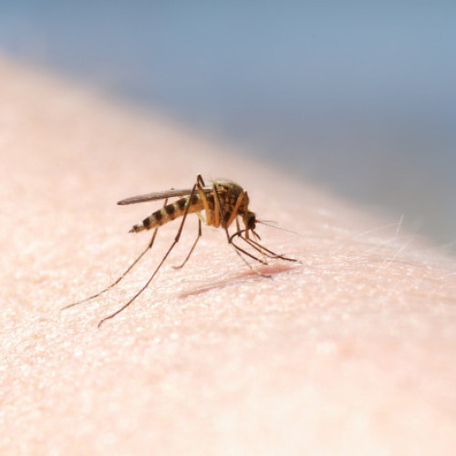 Confirmare a unui caz de encefalită virală acută cu virusul West Nile în județul Mureș