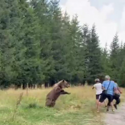 Incident cu o ursoaică și turiști pe Transfăgărășan