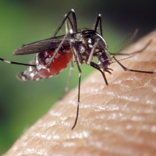 Creștere alarmantă a cazurilor de infecție cu virusul West Nile în România