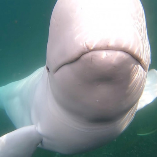Beluga Hvaldimir, suspectată de spionaj, a fost găsită moartă în Norvegia