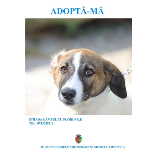 Primăria Constanța îndeamnă comunitatea să adopte câini din adăpost