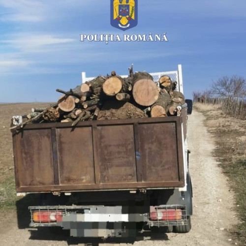 Trei bărbați identificați pentru transport ilegal de material lemnos în comuna Baneasa