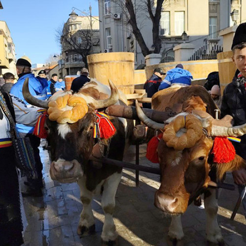 Tradițiile Bobotezei aduc animalele la apă sfințită în Constanța