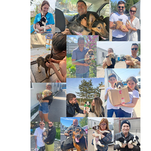 Campania „Adopta un câine!” continuă să transforme viețile animalelor din Constanța