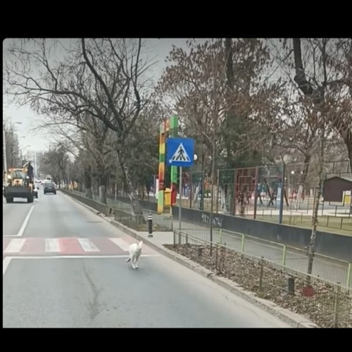 Un cangur alb surprins pe străzile din Sectorul 5