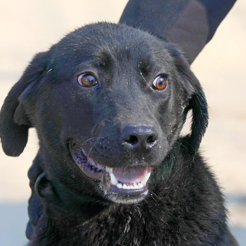 Shadow, cățelușa adorabilă în căutarea unei familii