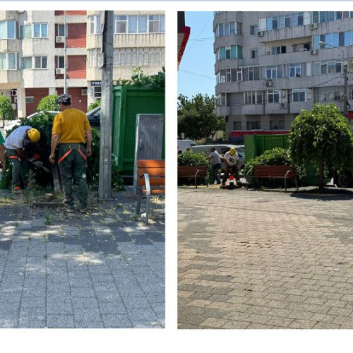 FOTO VIDEO Duzii de pe bulevardul Tomis, din zona Victoria, au fost tăiați: iată ce spune Primăria Constanța