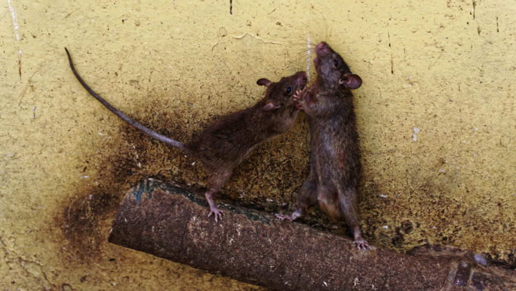 Unitatea Akhmat din Cecenia, afectată de hantavirus