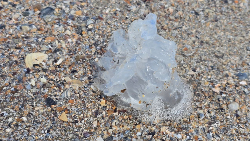 FOTO Spectacol trist pe plaja din Mamaia: Zeci de meduze albastre, moarte, aruncate de furtună la mal