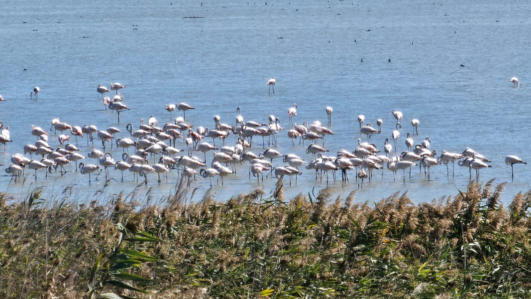 Peste o mie de flamingo au fost observați pe lacul Nuntași