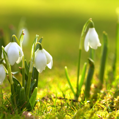 VREMEA SE ÎNCĂLZEȘTE. PROGNOZĂ METEOROLOGICĂ PENTRU FINELE LUNII FEBRUARIE.