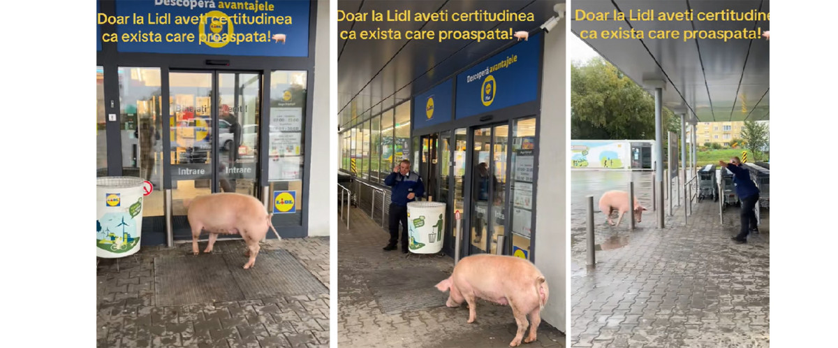 Paznicul din Victoria surprins discutând despre un porc găsit în oraș