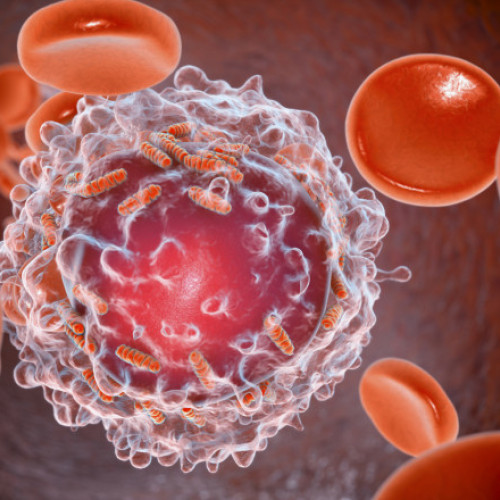 O nouă terapie triple elimină complet leucemia și activează imunitatea, arată studiile preclinice