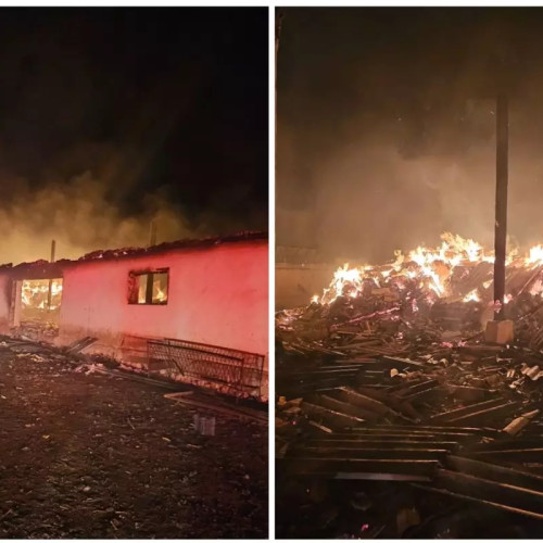 Tragedie la adăpostul de animale din Ostrov: 200 de oi și 10 porci au pierit într-un incendiu major