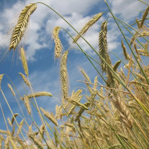 Dobrogea are noi miliardari în industria cerealelor