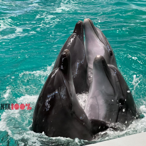 Acces gratuit la Delfinariu și Planetariu pe 1 iunie 2024