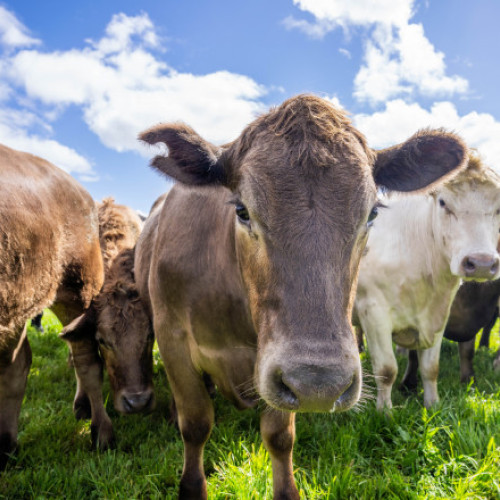 Danemarca va impozita crescătorii de animale pentru emisiile de gaze cu efect de seră începând cu 2030