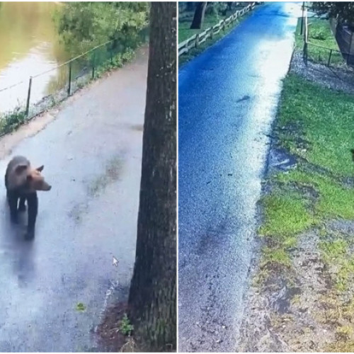 Urs liber pe aleile Grădinii Zoologice din Târgu Mureș